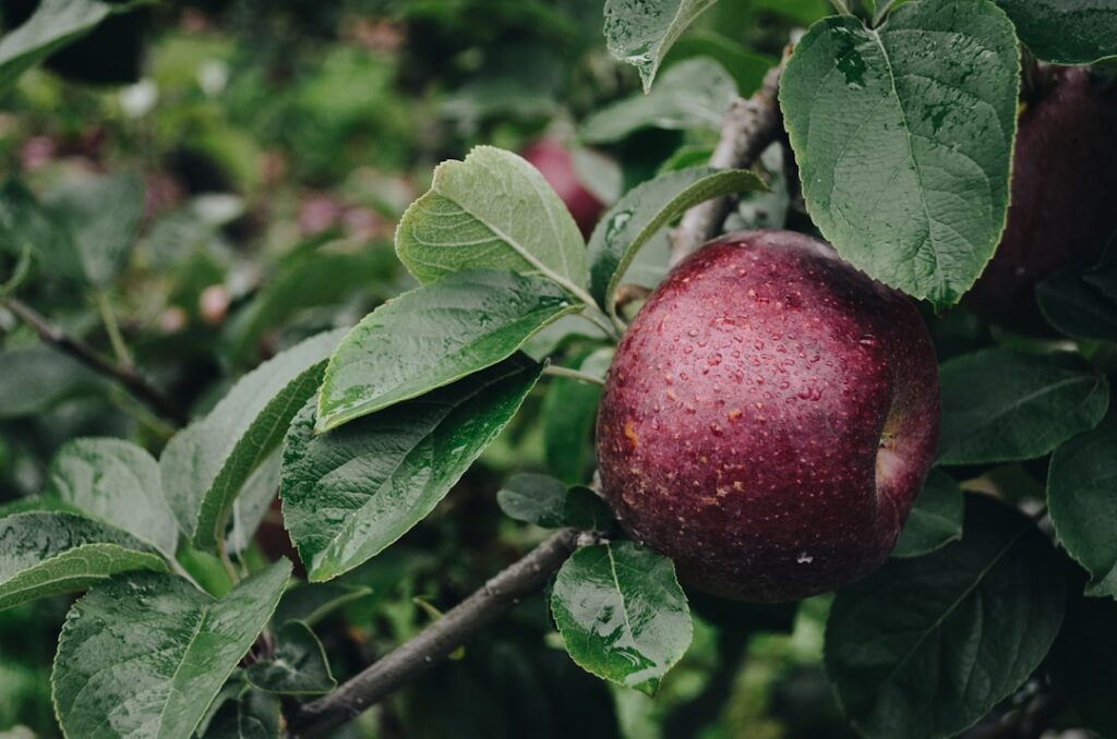 how far apart should apple trees be planted

how to protect apple trees from deer

can you plant apple trees in the fall

can i grow an apple tree in a pot

Apple tree in a pot

Can I grow an apple tree in a pot


apple tree planting distance

planting guide

Apple orchard