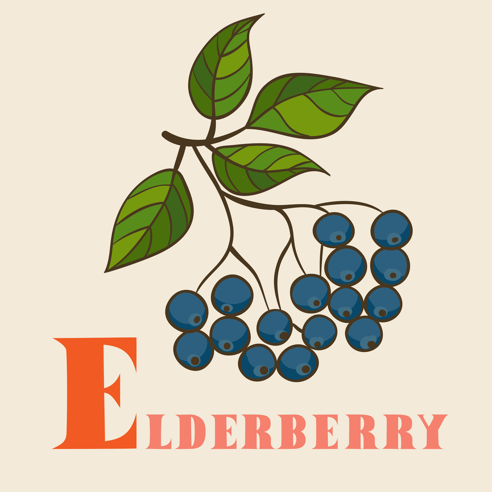 E for elderberry in hand drawn style